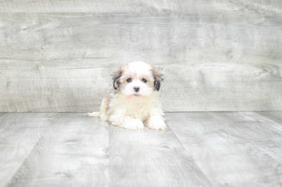 Best Havanese Baby