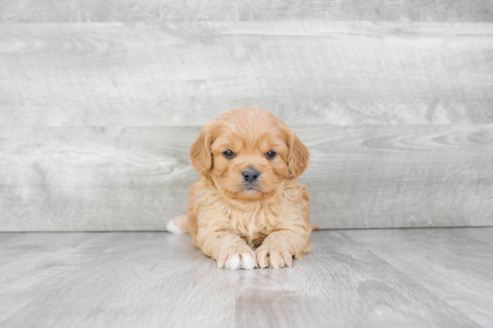 Cute Cavapoo Baby