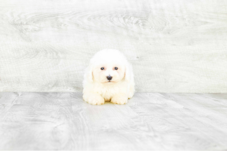 Energetic Bichon Frise Purebred Puppy