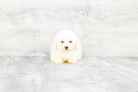 Energetic Bichon Frise Purebred Puppy