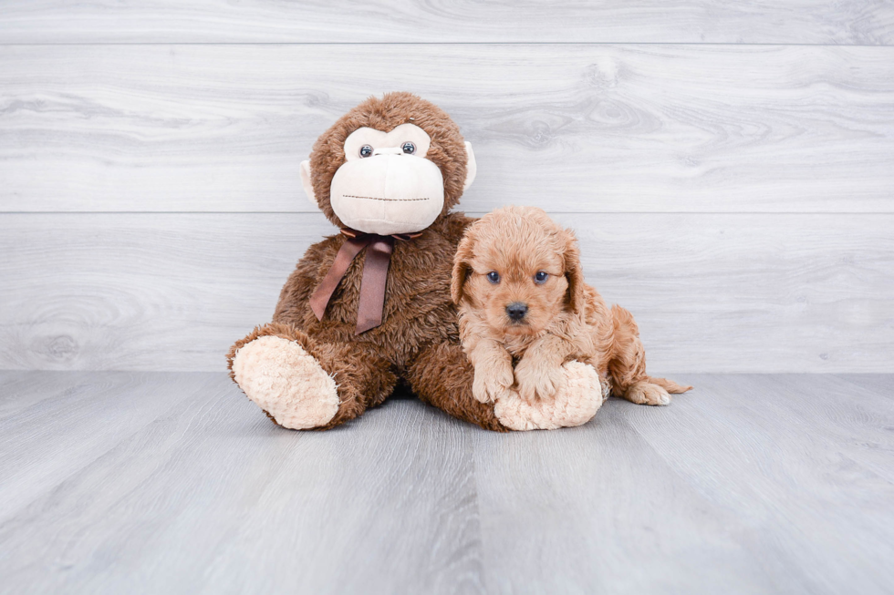 Little Cavoodle Poodle Mix Puppy