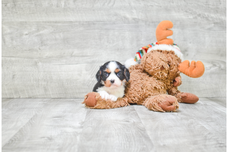 Happy Cavalier King Charles Spaniel Purebred Puppy