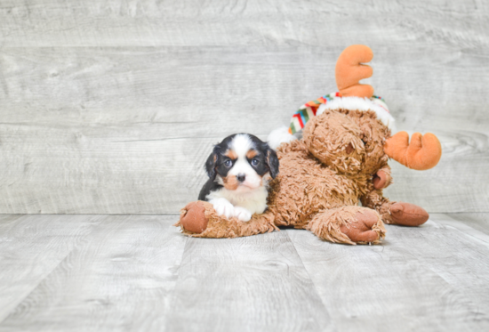 Happy Cavalier King Charles Spaniel Purebred Puppy