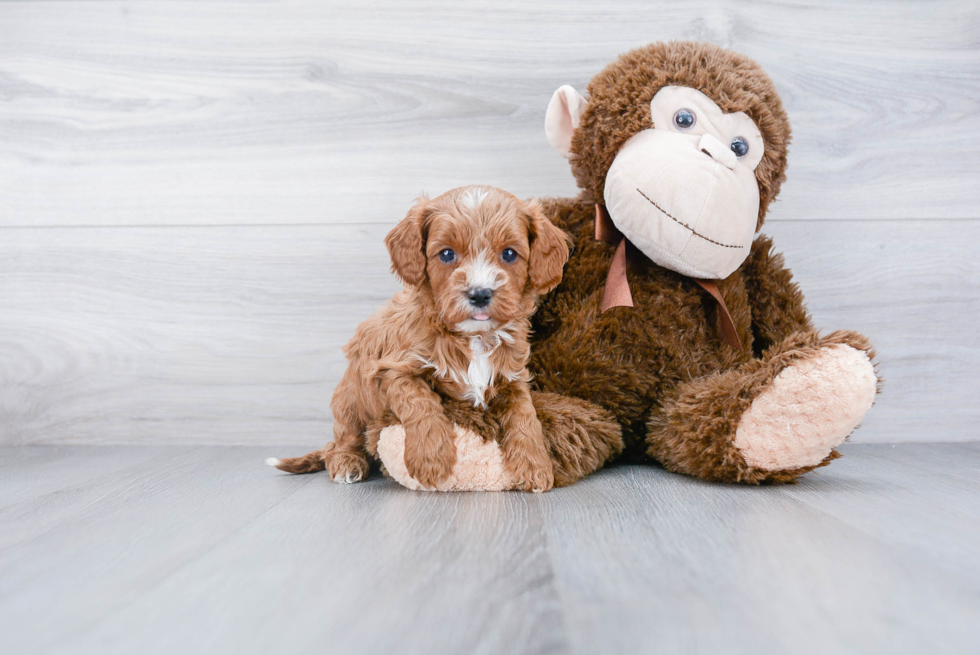 Fluffy Cavapoo Poodle Mix Pup