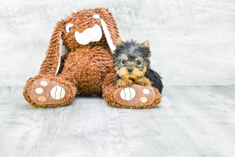 Meet Victoria - our Yorkshire Terrier Puppy Photo 