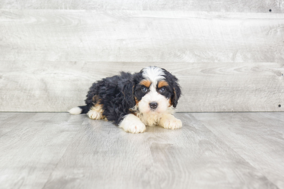 Mini Bernedoodle Pup Being Cute