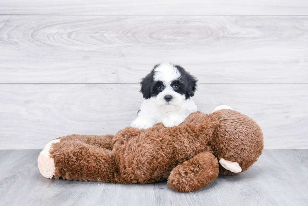 Friendly Havanese Baby