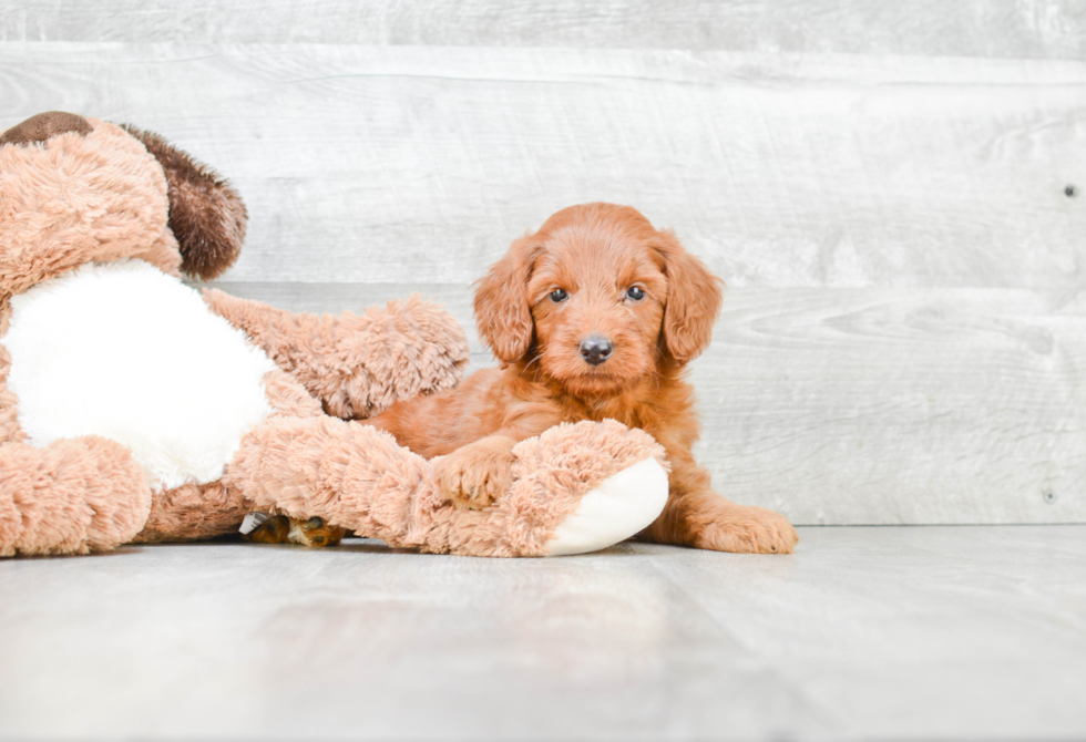 Best Mini Goldendoodle Baby