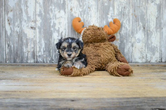 Morkie Puppy for Adoption