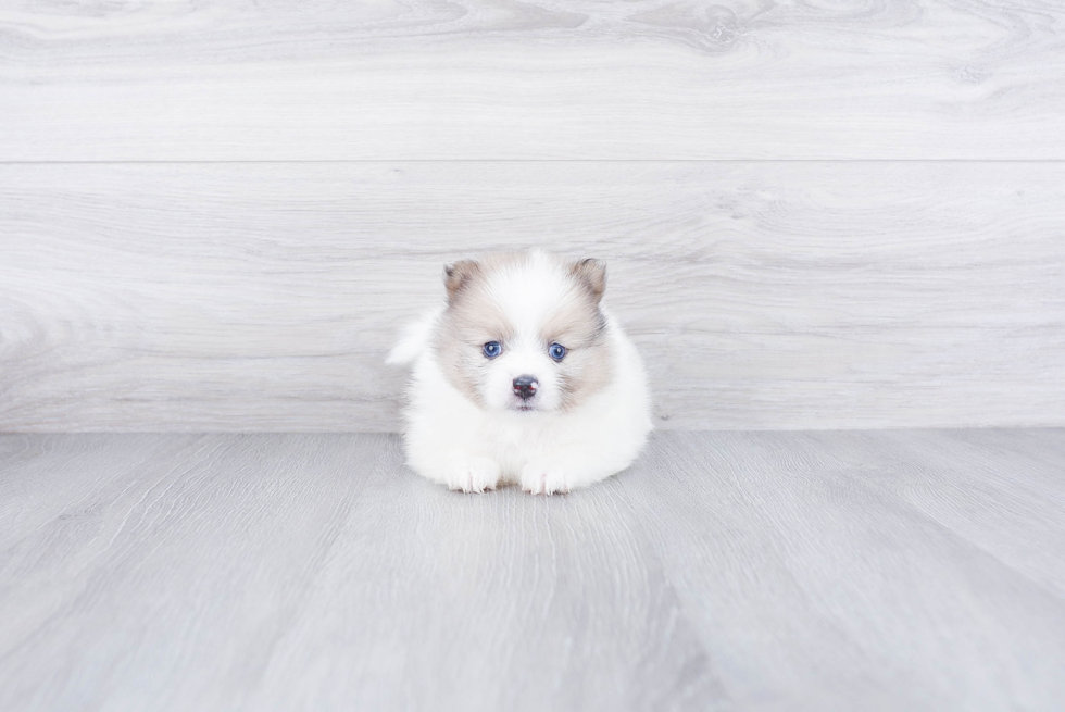 Best Pomeranian Baby