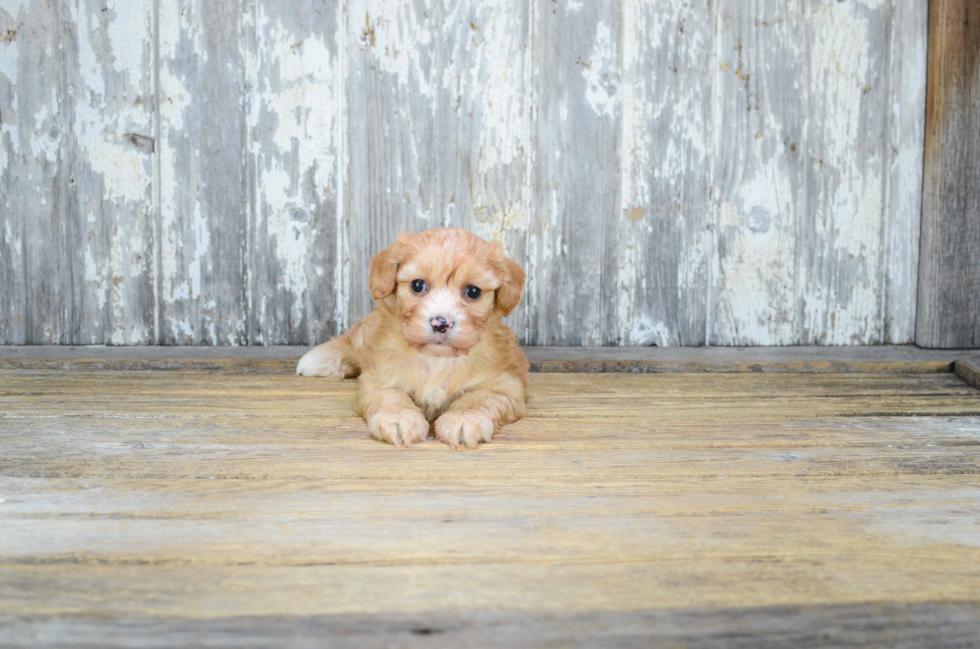 Best Cavachon Baby