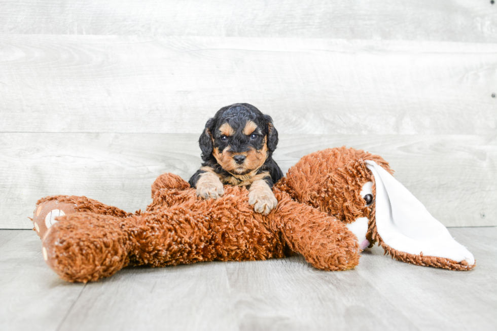 Hypoallergenic Cavoodle Poodle Mix Puppy