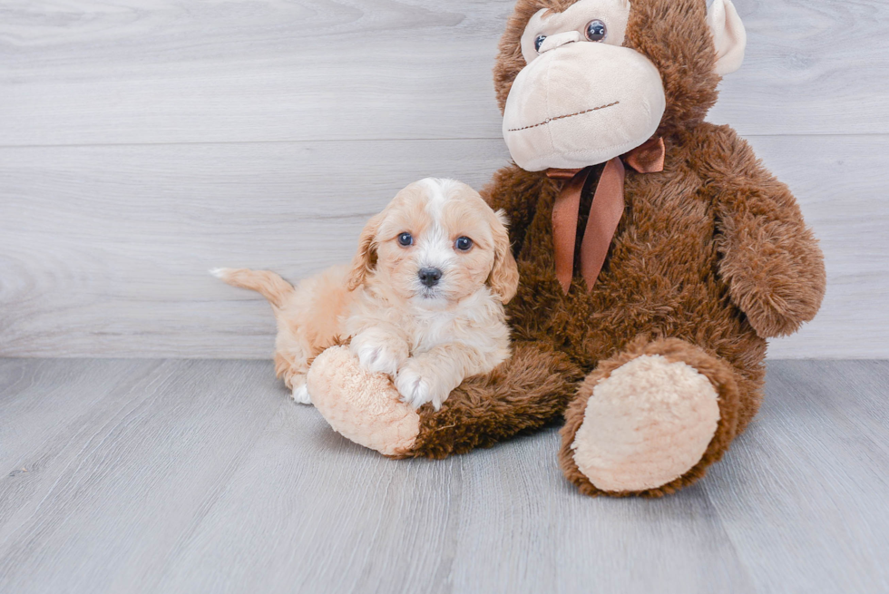 Playful Cavoodle Poodle Mix Puppy