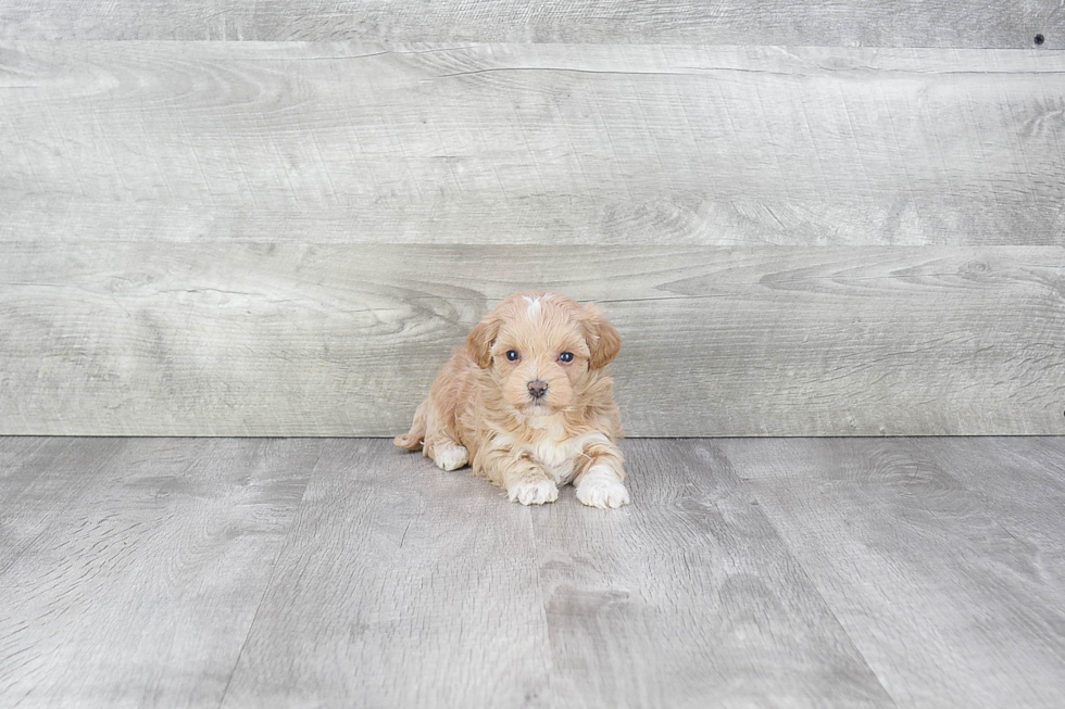 Maltipoo Pup Being Cute