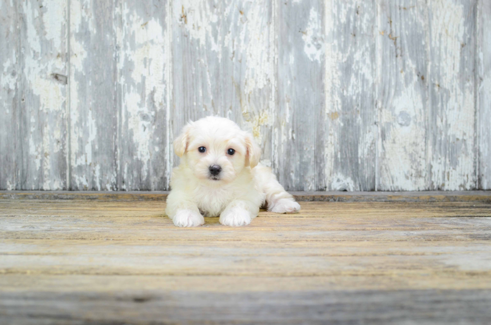 Funny Havanese Baby