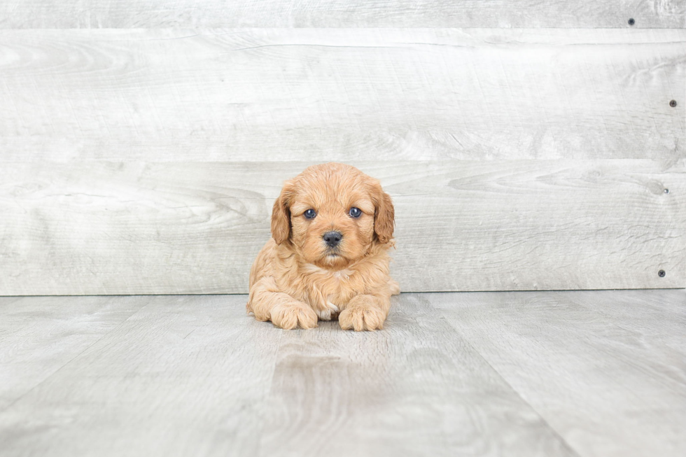 Playful Cavoodle Poodle Mix Puppy