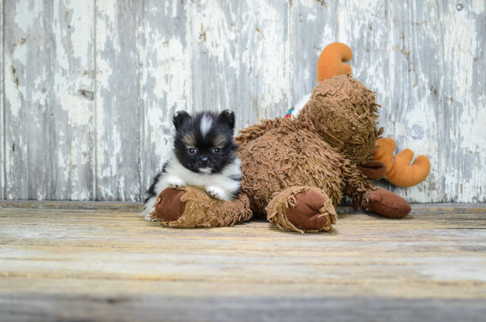 Pomeranian Puppy for Adoption