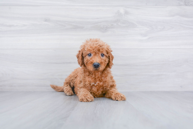 Best Mini Goldendoodle Baby