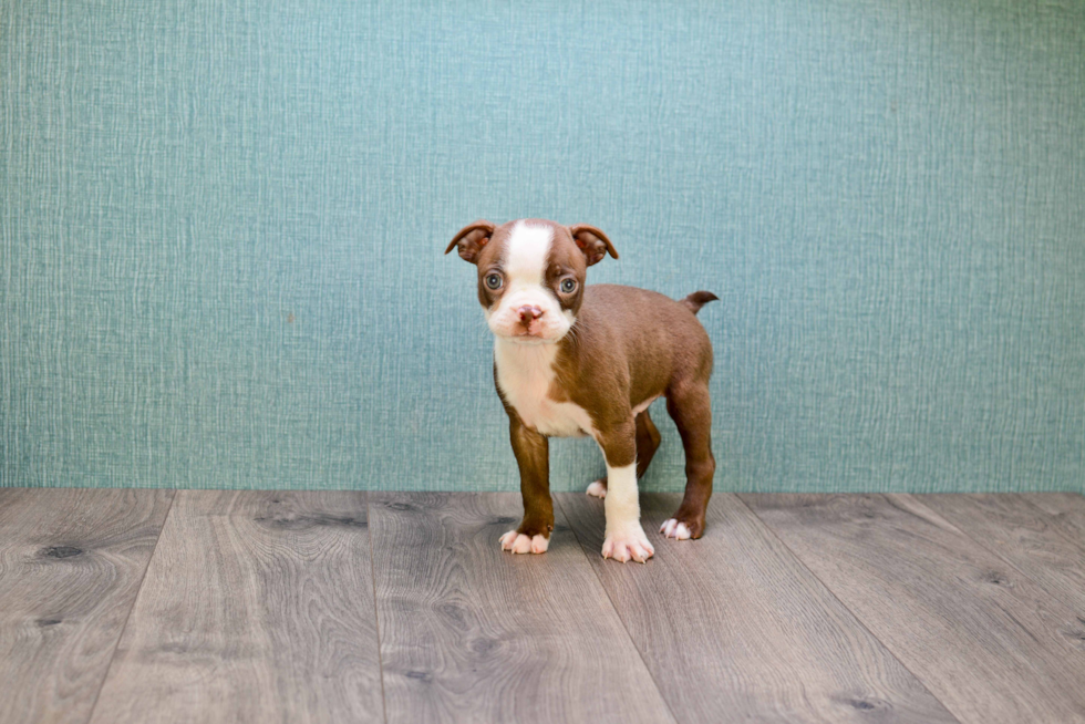 Smart Boston Terrier Purebred Puppy