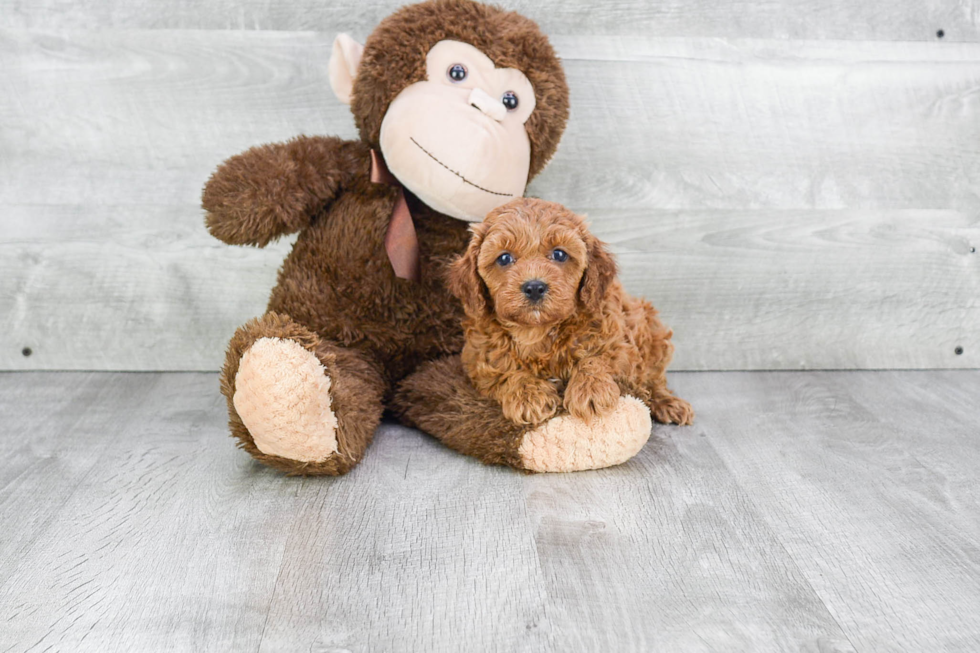 Playful Cavoodle Poodle Mix Puppy