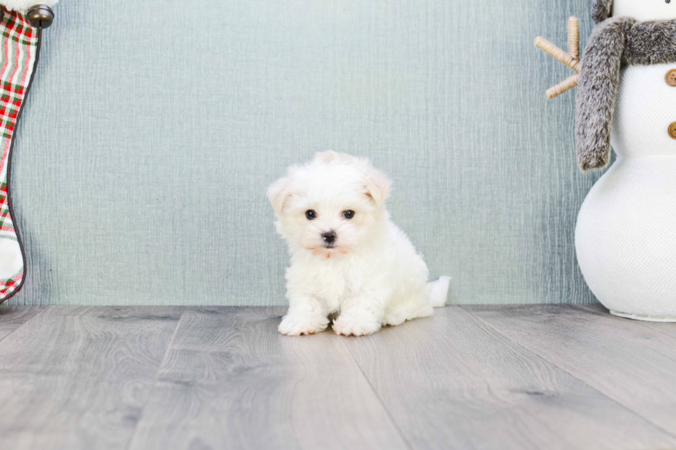 Maltipoo Puppy for Adoption