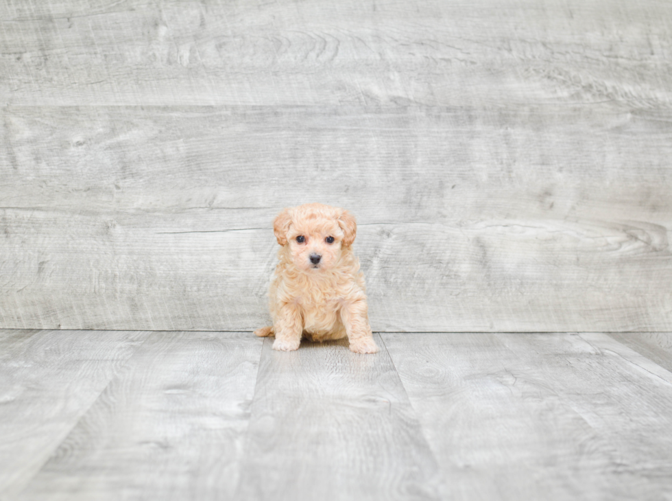 Maltipoo Puppy for Adoption