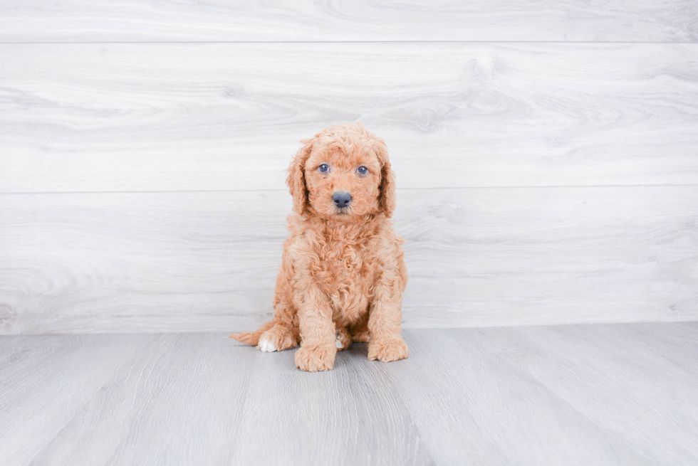 Popular Mini Goldendoodle Poodle Mix Pup