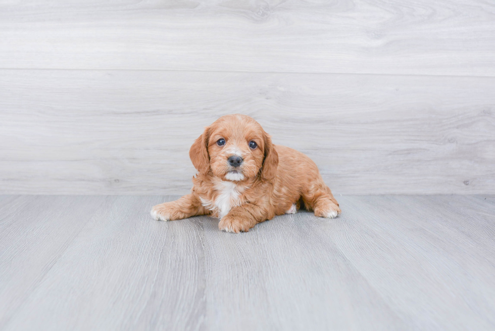 Cavapoo Pup Being Cute