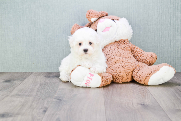 Best Maltipoo Baby
