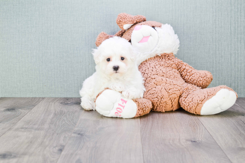 Best Maltipoo Baby