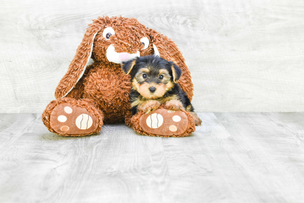 Meet Bella - our Yorkshire Terrier Puppy Photo 