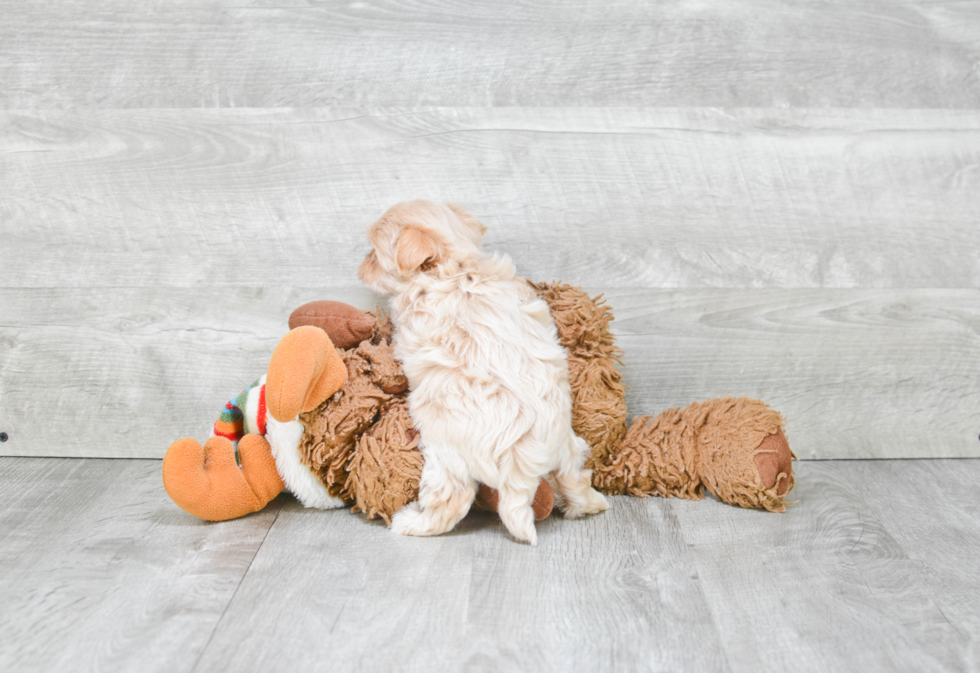 Funny Maltipoo Poodle Mix Pup