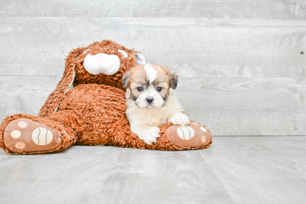 Friendly Teddy Bear Baby