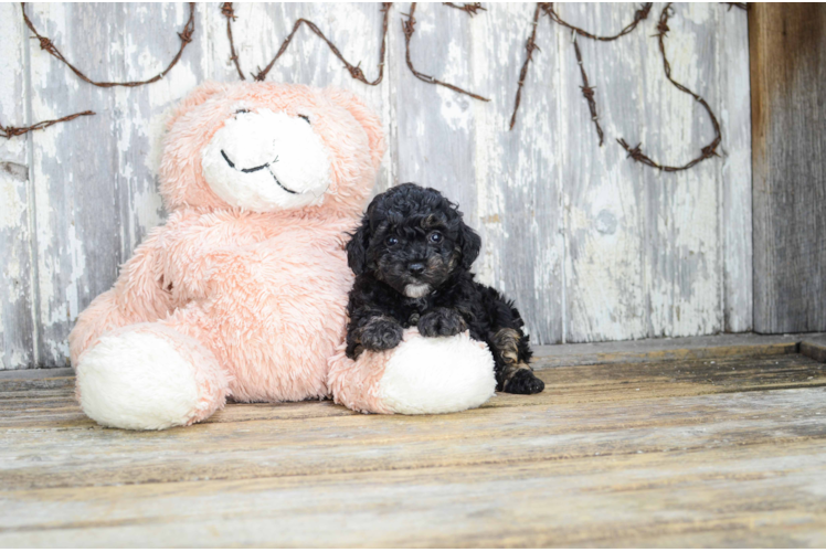 Yorkie Poo Pup Being Cute