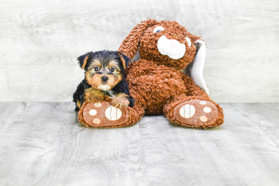 Meet Diddy - our Yorkshire Terrier Puppy Photo 