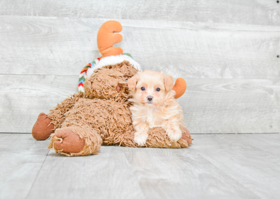 Maltipoo Pup Being Cute