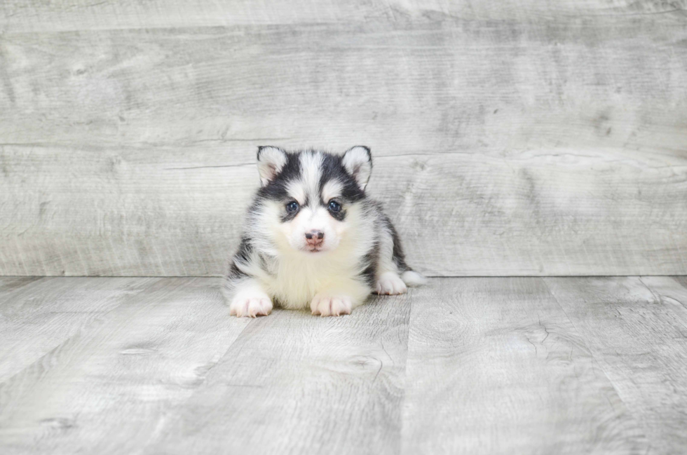 Pomsky Pup Being Cute