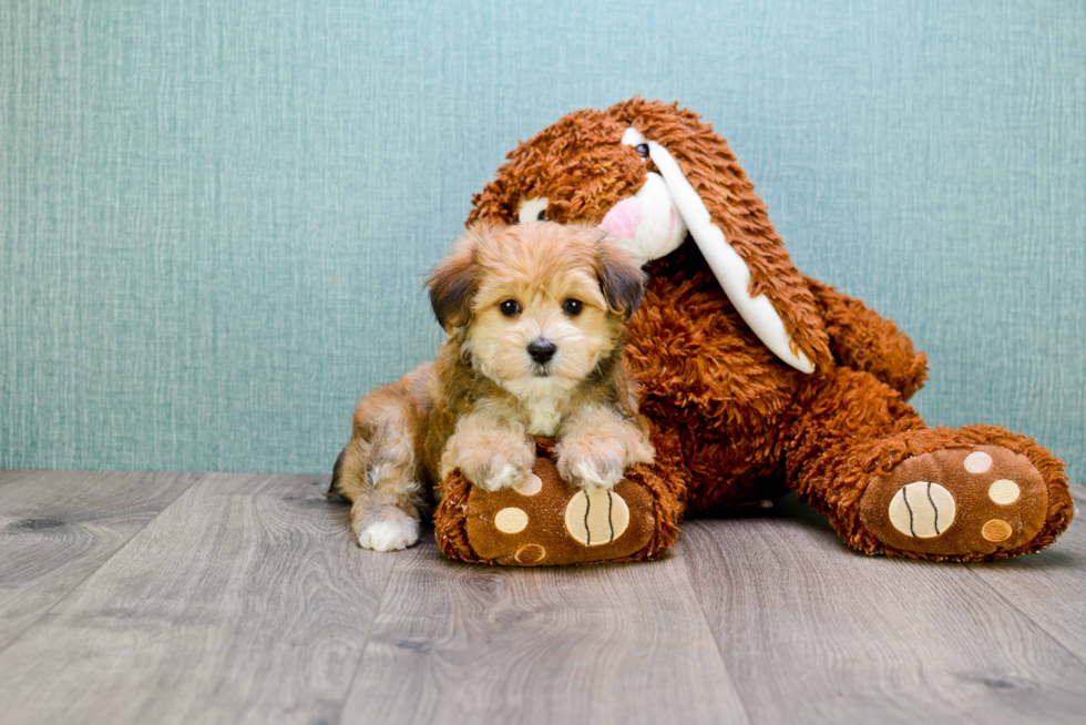 Adorable Yorkie Designer Puppy