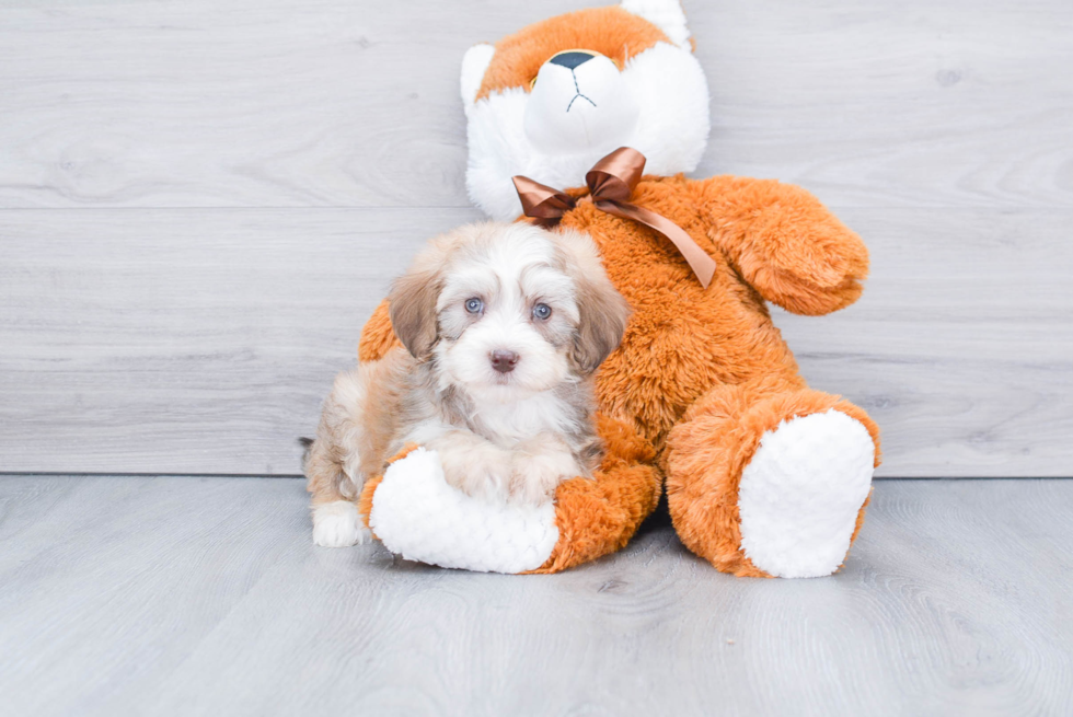 Mini Bernedoodle Pup Being Cute