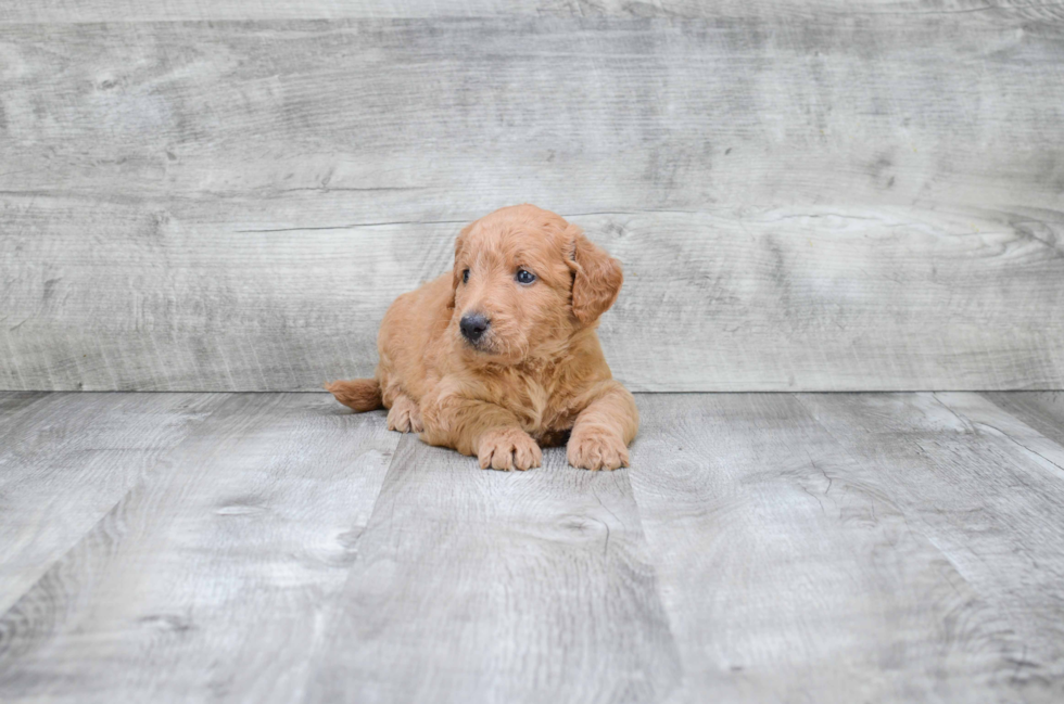 Hypoallergenic Golden Retriever Poodle Mix Puppy