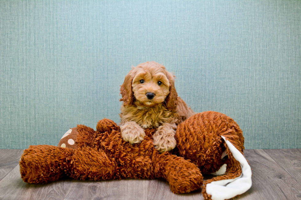 Best Mini Goldendoodle Baby