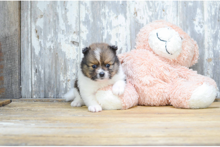 Pomeranian Pup Being Cute