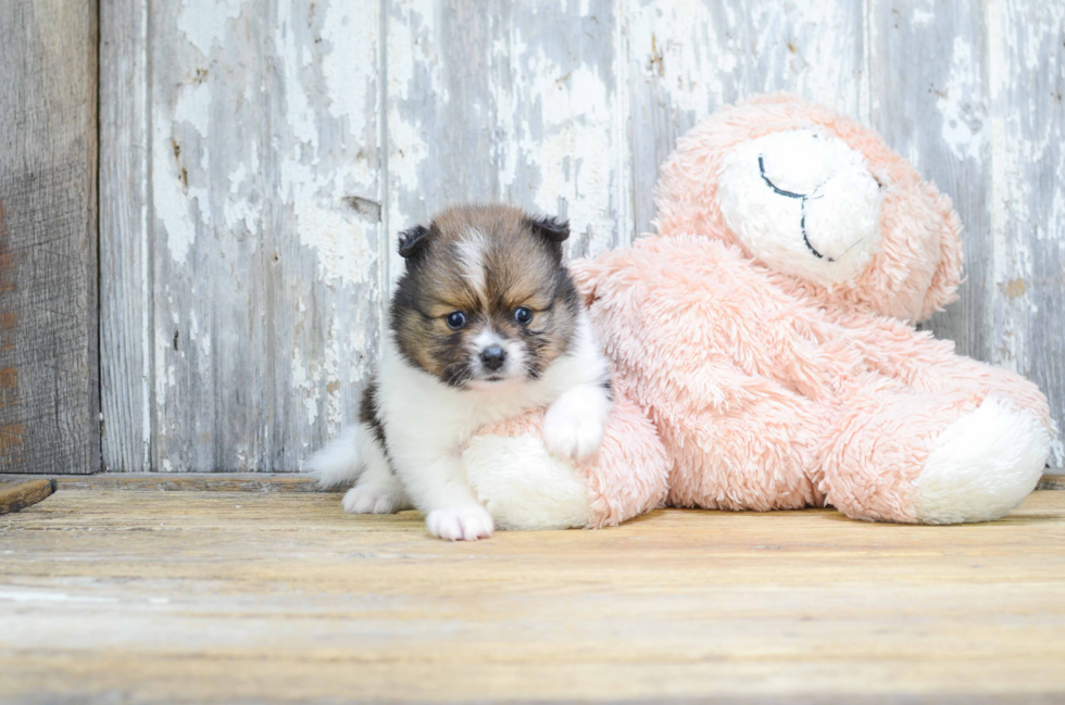 Pomeranian Pup Being Cute