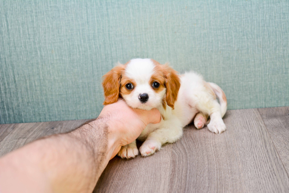 Fluffy Cavalier King Charles Spaniel Purebred Puppy