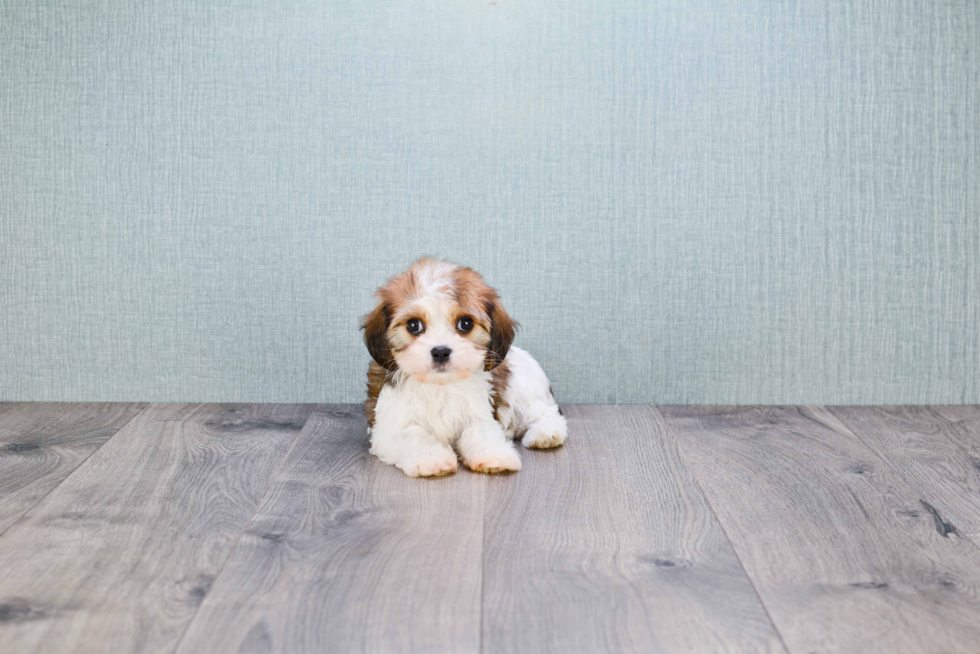 Cavachon Puppy for Adoption