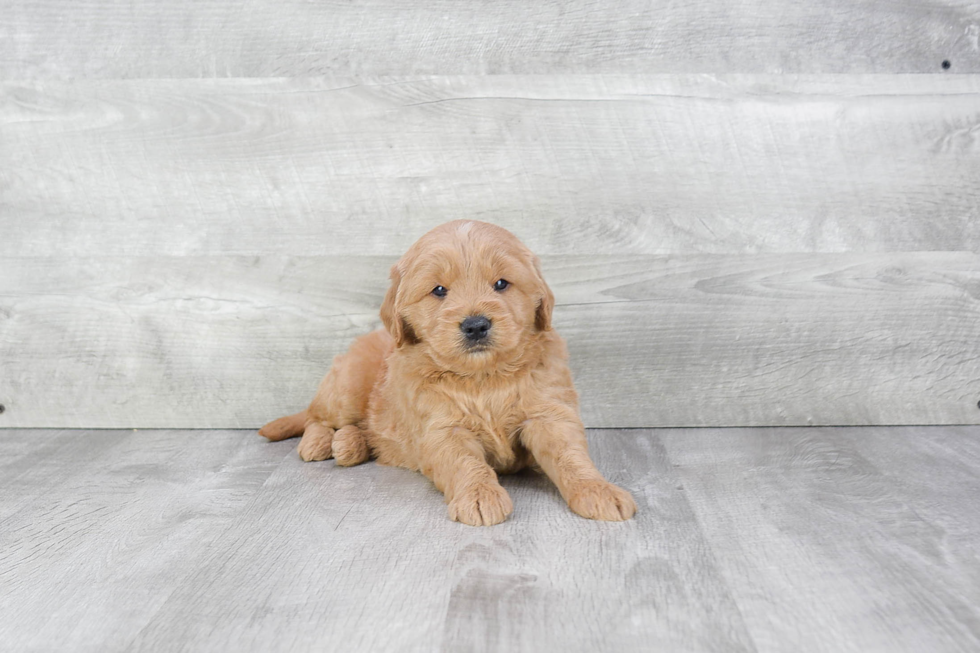 Mini Goldendoodle Puppy for Adoption