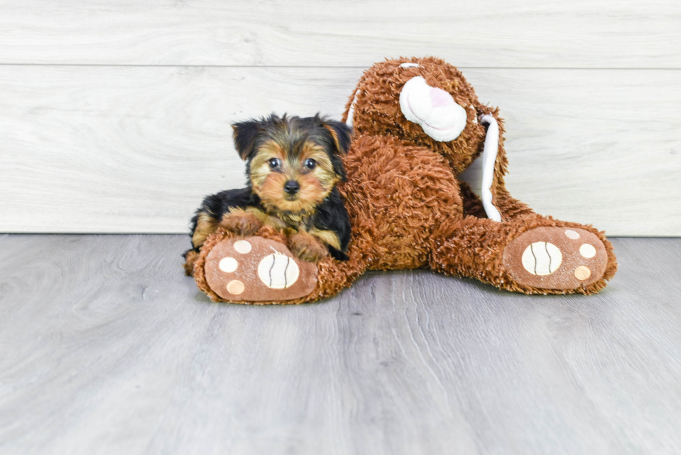 Meet Taffeta - our Yorkshire Terrier Puppy Photo 