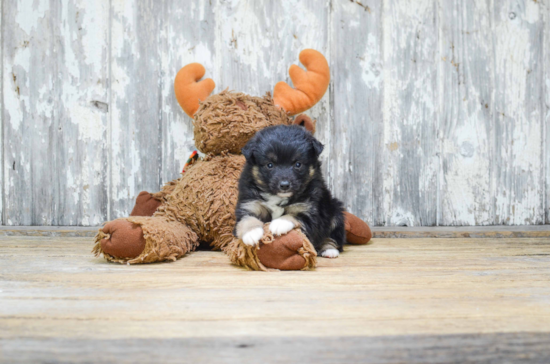 Best Mini Aussiedoodle Baby