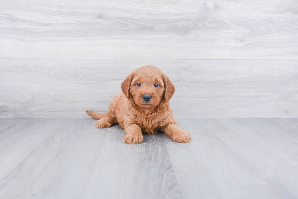 Petite Mini Goldendoodle Poodle Mix Pup