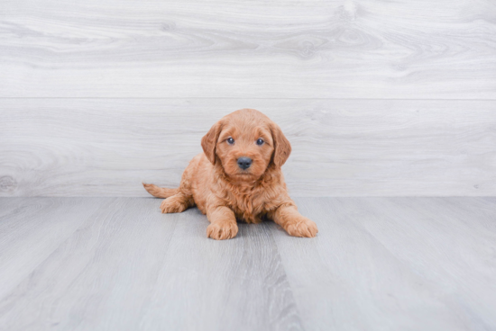 Petite Mini Goldendoodle Poodle Mix Pup